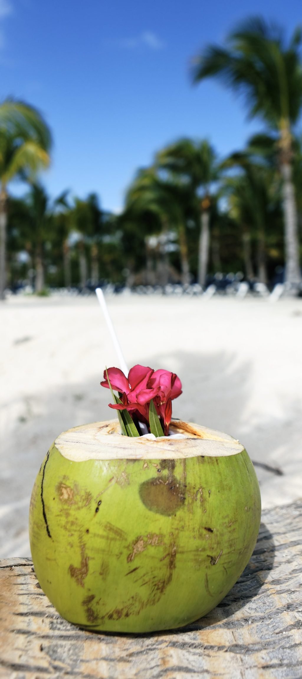 Coconut with drinking straw on a palm tree on beach